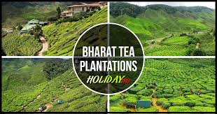 The bharat tea estate is among the most. Bharat Tea Valley Cameron Highlands Online
