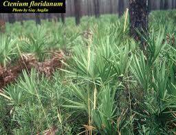 Image result for Ctenium