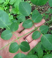 14 Powerful Ways Moringa Benefits Your Health Moringa Benefits Seeds Benefits Moringa