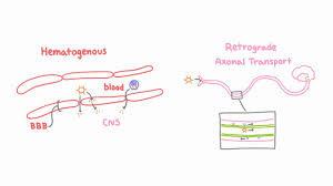 Experimental animal models continue to further our understanding of the pathophysiology of pneumococcal meningitis and provide the platform for the development of new. Introduction To Viral Meningitis Encephalitis And Meningoencephalitis Youtube