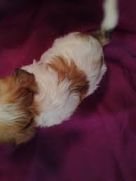 Content updated daily for bear puppies. Teddy Bears For Sale In Iowa For 675 Puppies Are A Short Trip From Illinois And Wisconsin