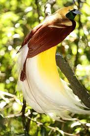 Check spelling or type a new query. 11 Awesome Native Animals You Can See In Indonesia