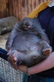 Pin By Emmanuelle Anfreville On Animals Cute Animals Wombat Baby Animals