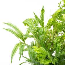 Image result for Selaginella auquieri