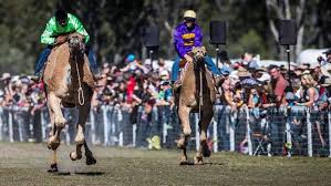 The dromedaries of southern queensland will step boldly into the spotlight at the biannual tara festival of culture and camel races, which also will include maori haka dancers, yabby. Tara Cultural Festival And Camel Races Speed Humps On The Racecourse