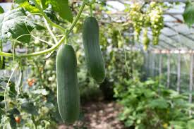 Monitor for pests and diseases. Top 11 Common Mistakes In Cucumber Farming You Should Avoid