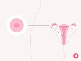 Image result for cervix position