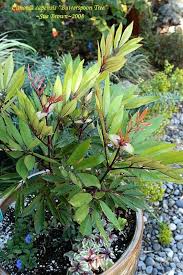 Image result for Cunonia capensis