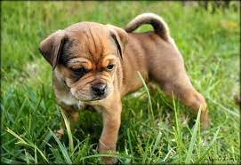 Chug Puppy Chug Puppies Pug Mixed Breeds Chug Dog