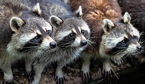 De wetenschappelijke naam van de soort werd als ursus lotor in 1758 gepubliceerd door carl linnaeus. Animal Rights Hekelt Demoniseren Wasbeer Animal Rights