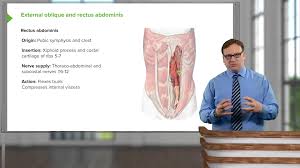 The right kidney is slightly more cranial (at the level of lumbar. Abdomen Online Anatomy Course Start Now With Lecturio