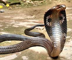King Cobra Snake Ophiophagus Hannah World S Longest Venomous Snake World Most Amazing Incredible Cool Things King Cobra Snake Cobra Snake Snake