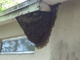 Maybe you would like to learn more about one of these? Beeman Stan S Bee Removal In Orlando I Ll Take A Sting For You