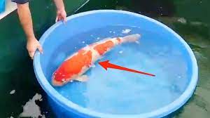 Download and use 10,000+ fishing stock photos for free. Why Some Koi Fish Can Be Worth Millions Of Dollars
