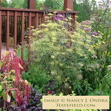 Image result for Foeniculum vulgare