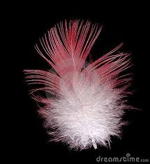 Birds Of The Same Feather Flock Together Meaning In Tagalog Galah Bird Feather Pink And White On Black Bird Feathers Feather Bird