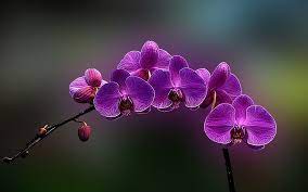 Orchid Wallpapers Full Hd Wallpaper Search Orchid Wallpaper Beautiful Orchids Purple Orchids