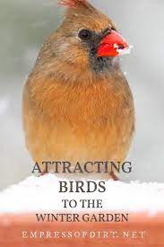 Love Birds Find Out How To Keep Them Coming Back To Your Garden All Winter Long Wild Birds Backyards Backyard Birds Sanctuary Feeding Birds In Winter