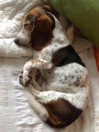 Love This Sleeping Beagle Beagle Dogsfunnysleeping Cute Beagles Cute Puppies Beagle
