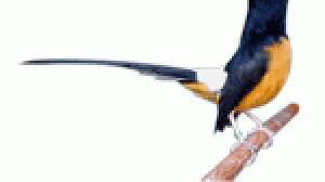 Murai batu medan harga 500 juta gacor hormat ekor 30 sumber : Tips Hunting Murai Batu Bakalan Versi Skl Om Kicau