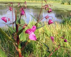 Image result for Impatiens mildbraedii