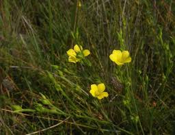 Image result for Limeum sulcatum