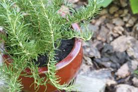 It's latin name is rosmarinus officinalis and there. Everything You Need To Know About Growing Rosemary Kitchn