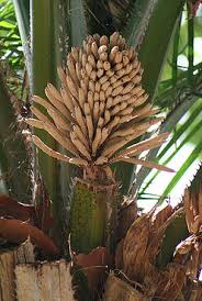 Image result for Elaeis