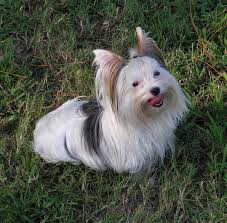 A carrier will look like a traditional colored yorkie but is born with maybe some white on it's chin, chest and/or feet. What Is A Parti Yorkie