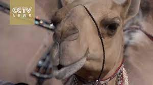 Size matters at the uae beauty contest, with judges impressed by camels with big heads, wide necks and big whiskers. Uae Holds Annual Camel Beauty Contest Youtube