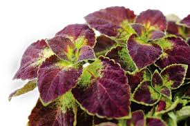 Image result for Coleus prittwitzii
