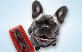 3,375 likes · 28 talking about this · 20,135 were here. Conyers Georgia Kennel And Pet Boarding Camp Paradise Pet Resort