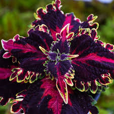 Image result for Coleus