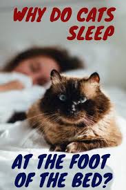 Why Do Cats Sleep At The Foot Of The Bed Cat Sleeping Cats Cat Personalities