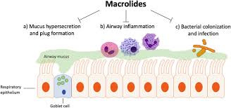 Image result for Macrolide
