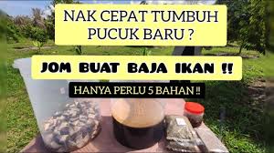 Berapakah jenis klon pokok durian yang terdapat di malaysia? Jenis Baja Yang Digunakan Mengikut Umur Pokok Pokok Durian Youtube