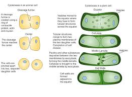 For example, animal cells do not have a cell wall or chloroplasts but plant cells do. File Plant And Animal Cell Cytokinesis Svg Wikipedia
