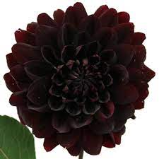 Local flower shops near me. Dahlia Burgundy Black Flower Fiftyflowers Com