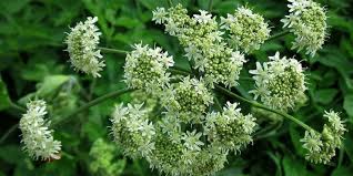 Примеры перевода «борщевик» в контексте Borsheviki Rasteniya Udivitelnye I Znamenitye Borsh I Borshevik