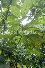 Image result for Bellucia