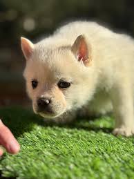 Pomsky Frenchie Puppies for Sale in Woodville Texas