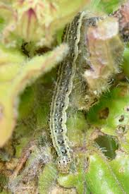 Image result for Pyrausta aurata