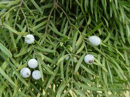 Image result for Afrocarpus