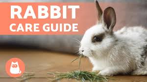 I raised rabbits for 2 years. Why Is My Rabbit Shaking And Breathing Fast Causes And Solutions