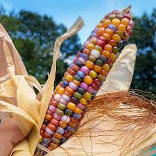 Grow Use Rainbow Glass Gem Corn