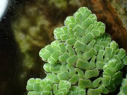 Image result for Azolla pinnata