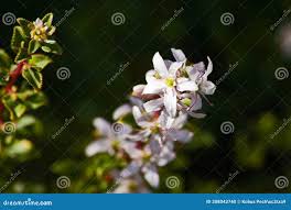 Image result for Struthiola montana