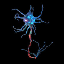 Neuron A Neuron Also Known As A Neurone Or Nerve Cell Is An Electrically Excitable Cell That Communicates With Other Cells Via Nerve Cell Neurons Nerve