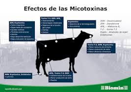 Agronomia En La Pampa Micotoxinas En Granos Y Subproductos Agronomia Granos Herbicida