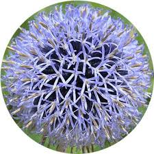 Maybe you would like to learn more about one of these? 41 Types Of Blue Flowers Proflowers Blog